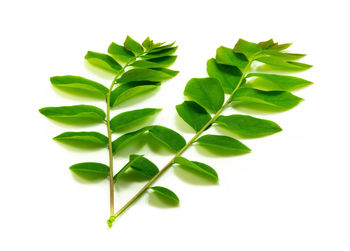 Close-up of fresh green leaves against white background