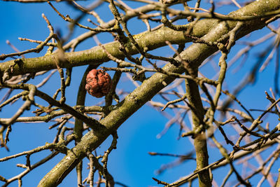 Low angle view of bird perching on branch