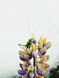 Close-up of flowers over white background