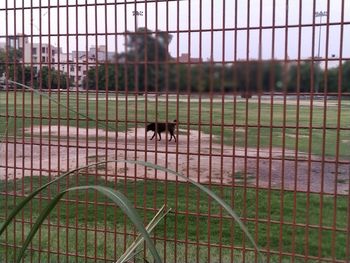 View of a horse looking through fence