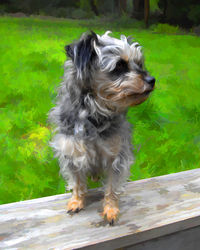 Dog standing on grass