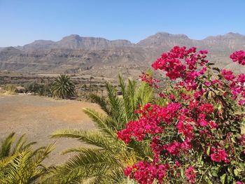 Scenic view of flowering plants against sky