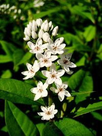 Close-up of insect on white flowers