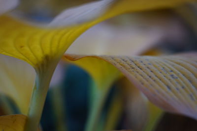 Close-up of yellow flowering plant