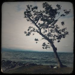 Tree by sea against sky
