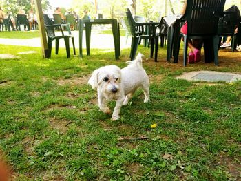 Portrait of dog on grass