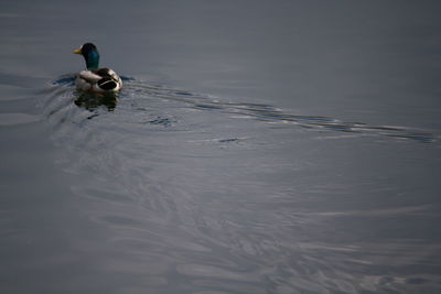 Swan swimming in lake