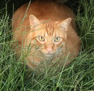 Portrait of cat on grassy field