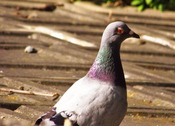 Close-up of pigeon