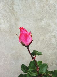 Close-up of pink flower