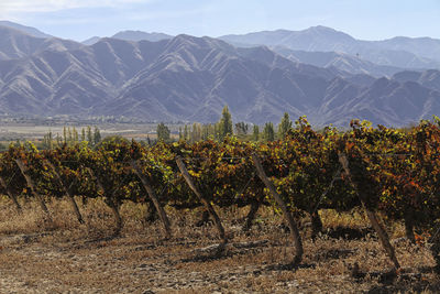 Scenic view of field against mountains