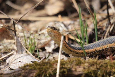 Close-up of lizard on land