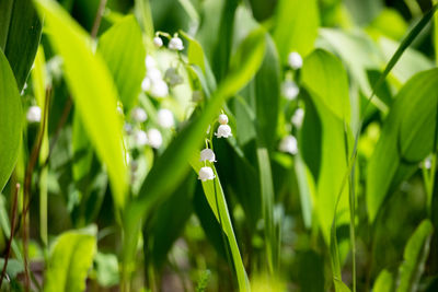 Lily of the valley flowers close-up of green flowering plant