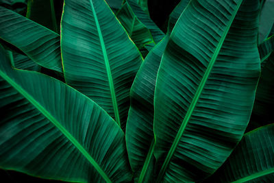 Full frame shot of green leaves