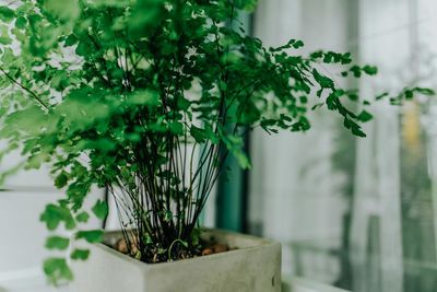 Close-up of potted plant