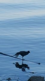 Bird on lake