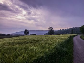 Scenic view of agricultural field against sky