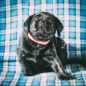 Close-up of a dog