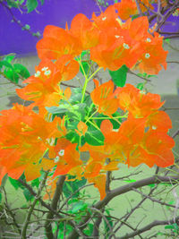 Close-up of orange marigold flowers blooming outdoors