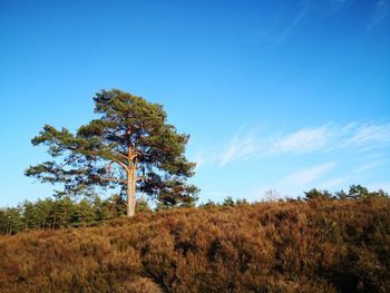 Trees on field against blue sky