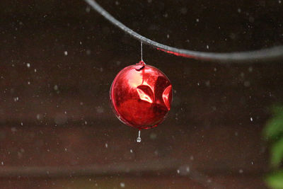 Close-up of wet red berries hanging on plant