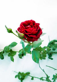 Close-up of rose bouquet against white background