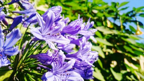 Close-up of purple flowers