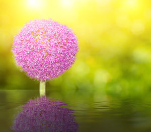 Close-up of fresh pink flower in water