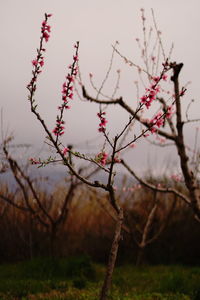 Flowering plants on field against sky