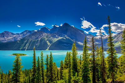 Pine trees on snowcapped mountains against blue sky