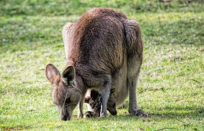 Close-up of kangaroo grazing on field