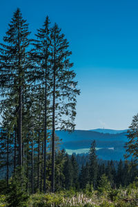 Landscape in schwarzwald area, baden-württemberg, germany