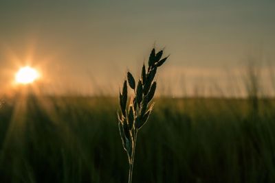 Close-up of plant growing on field at sunset