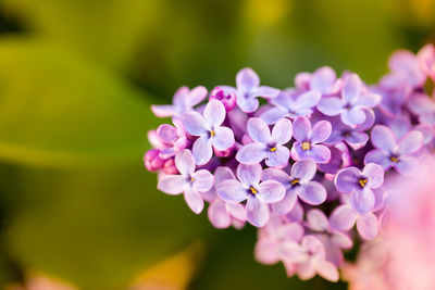 Close-up of pink flowering plant