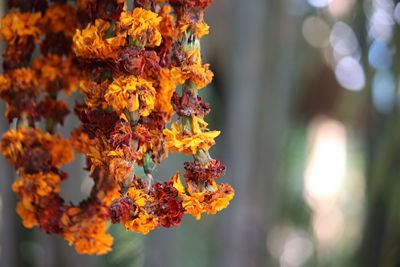 Close-up of marigold guirland