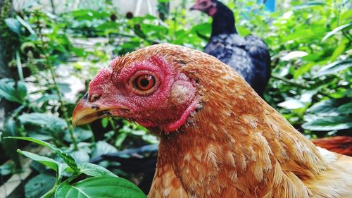 Close-up of a bird