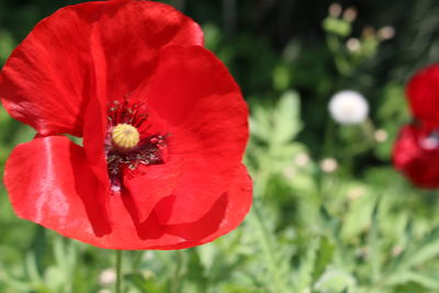 Close-up of honey bee on red flower