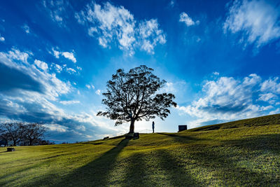 Tree on field against sky