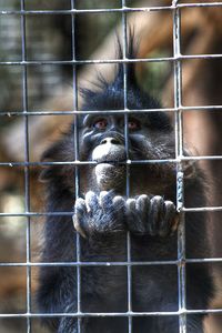 Portrait of monkey in cage