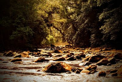 View of trees in forest