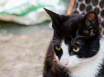 Close-up portrait of cat