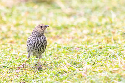 Close-up of bird perching on field