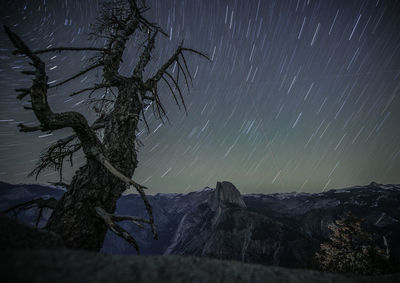 Tree against sky at night