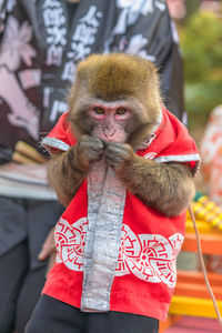 Japanese show of sarumawashi where a monkey does acrobatic tricks in the tenjin sanctuaries.