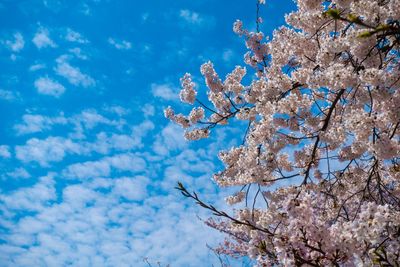 Low angle view of cherry blossom tree against blue sky