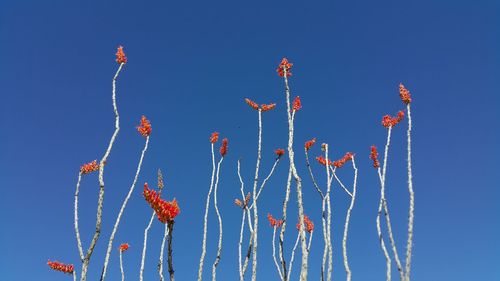 Low angle view of plants against clear blue sky