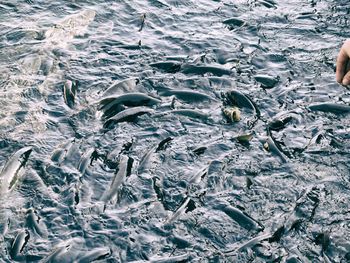 Full frame shot of fish swimming in sea