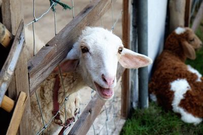 Portrait of sheep