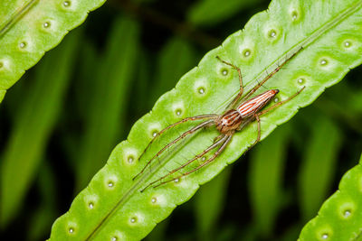 Close-up of insect on leaf