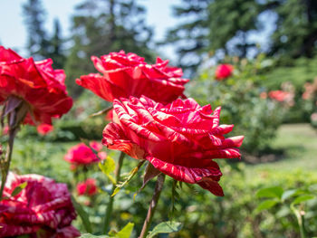 Close-up of red flowers blooming outdoors